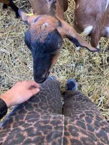 Studierende mit Ziegen