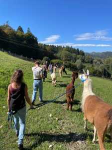 Studierende mit Lama oder Alpaka