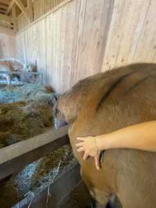 Studierende mit Pferd